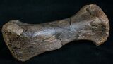 Edmontosaurus (Hadrosaur) Metatarsal - #8452-3